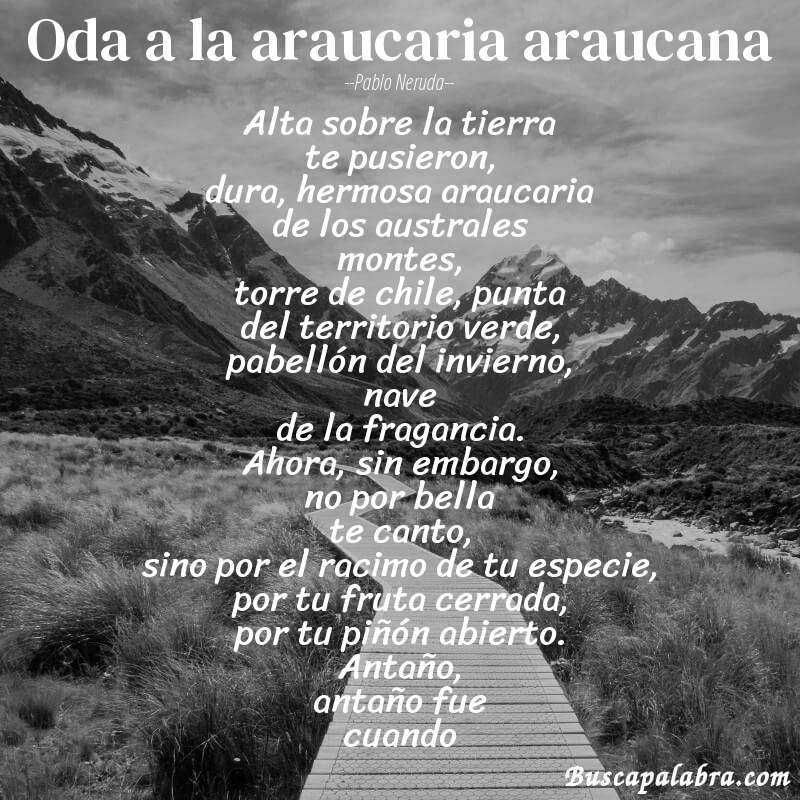 Poema oda a la araucaria araucana de Pablo Neruda con fondo de paisaje