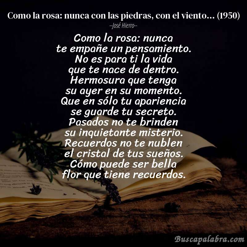 Poema como la rosa: nunca con las piedras, con el viento... (1950) de José Hierro con fondo de libro
